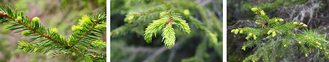 54 gemmotherapie wipfelhonig vonig waldhonig